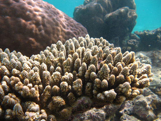  Acropora gemmifera (Acropora gemmifera)